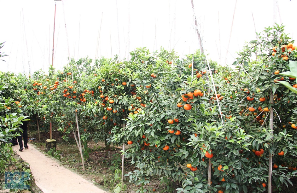Bắc Giang nâng cao hiệu quả hoạt động các hợp tác xã nông nghiệp