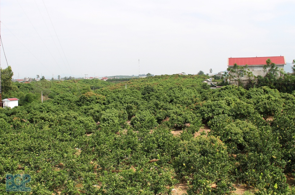 Bắc Giang: Năm 2023, dự kiến cấp mới hơn 120 mã số vùng trồng nội địa và phục vụ xuất khẩu
