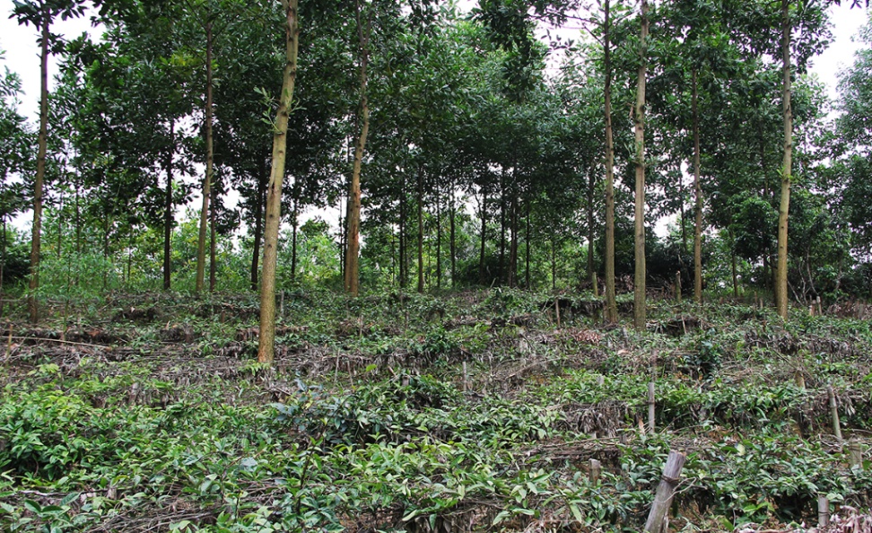 Năm 2024, Bắc Giang tiếp tục triển khai phát triển trồng mới 19 ha cây Ba kích tím tại Sơn Động|https://ocop.bacgiang.gov.vn/vi_VN/chi-tiet-tin-tuc/-/asset_publisher/4EWDXplL7iRo/content/nam-2024-tiep-tuc-trien-khai-phat-trien-trong-moi-19-ha-cay-ba-kich-tim-tai-son-ong/20181