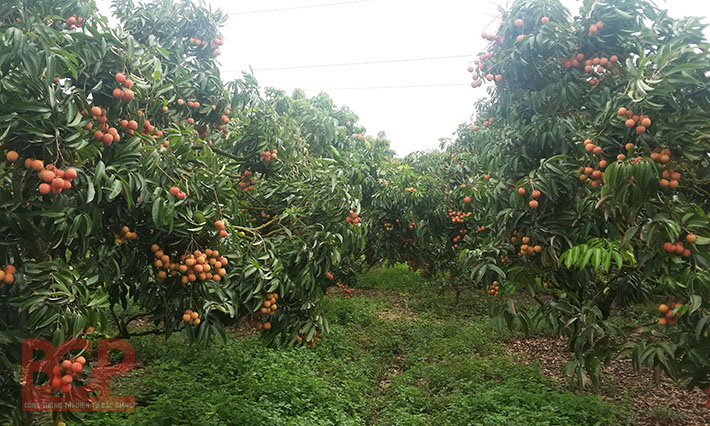Bắc Giang chú trọng phát triển vùng cây ăn quả