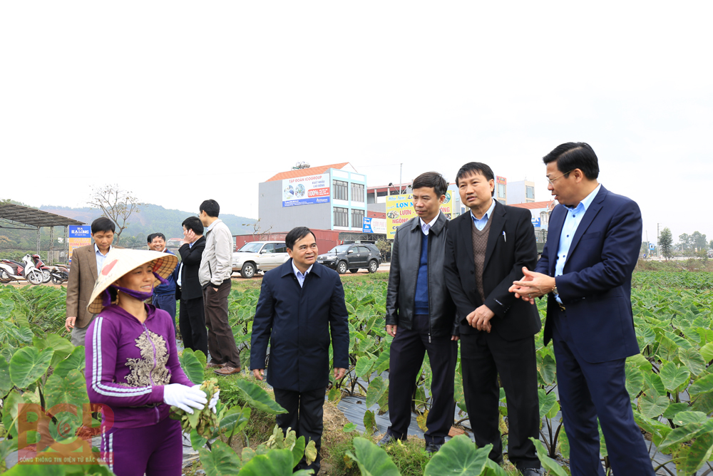 Chủ tịch UBND tỉnh Dương Văn Thái thăm một số mô hình sản xuất nông nghiệp